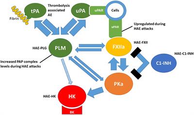 Plasminflammation—An Emerging Pathway to Bradykinin Production